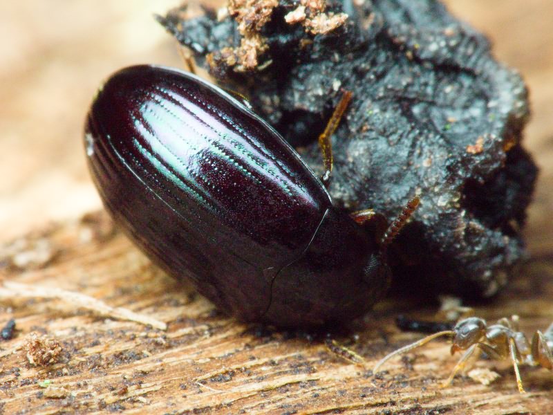 Platydema violaceum (Fabricius, 1790)